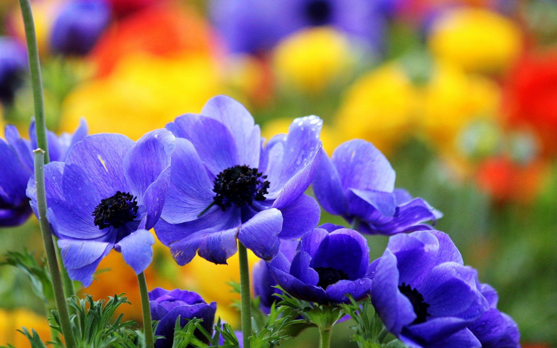 Flower Nature Anemone HD Wallpaper