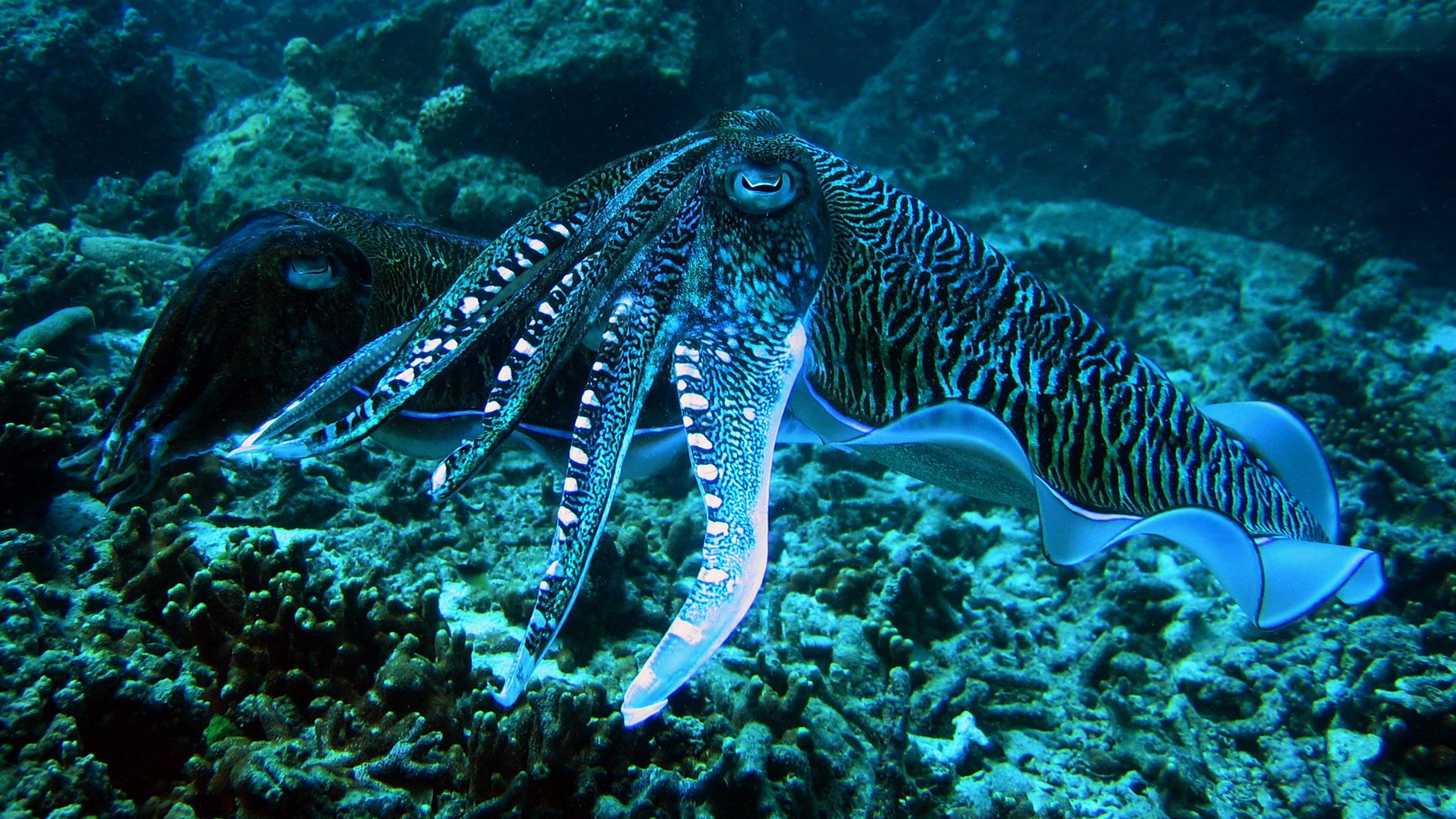 Cuttlefish HD Wallpaper Background Image