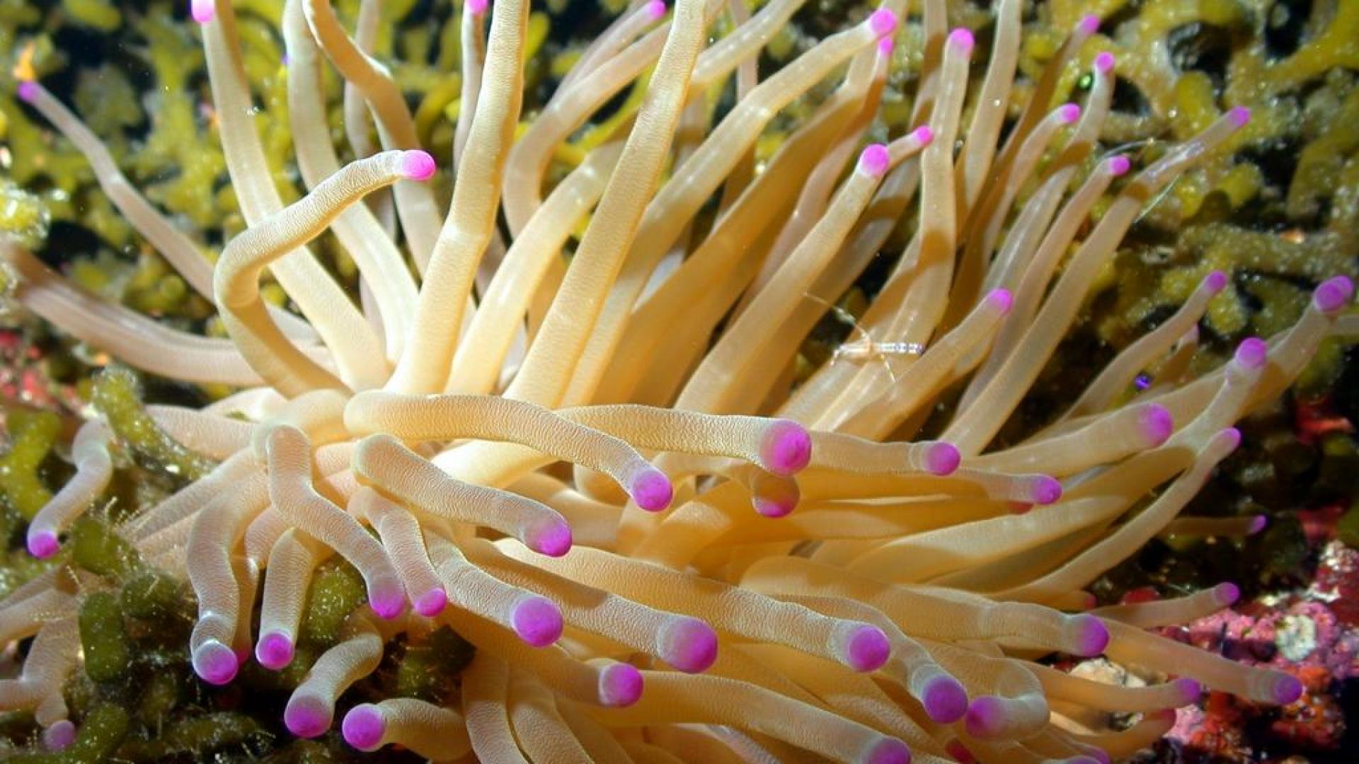 Sea Anemone Creature Yellow Marine Life Nature Wet Pink Water Purple