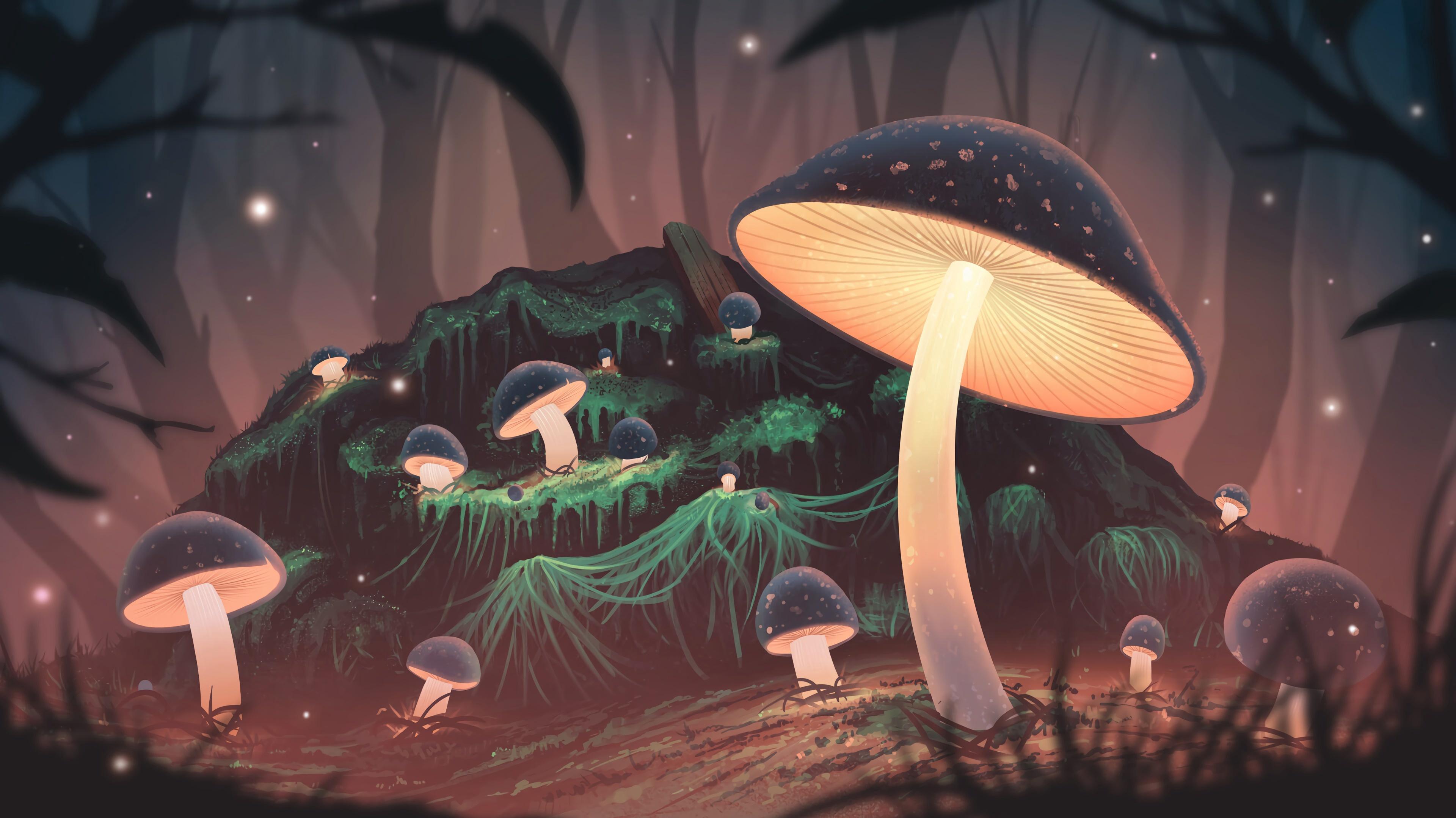 Mushroom 4k Night Forest Rare Gallery HD