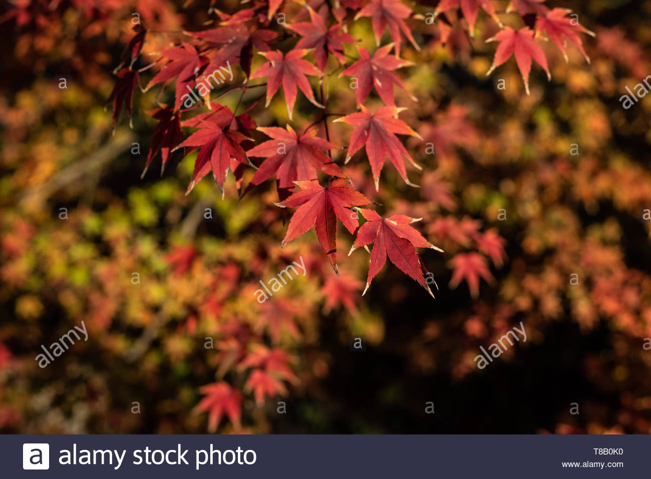 Japanese Marple Momiji Red Leaves In Autumn Background Stock Photo