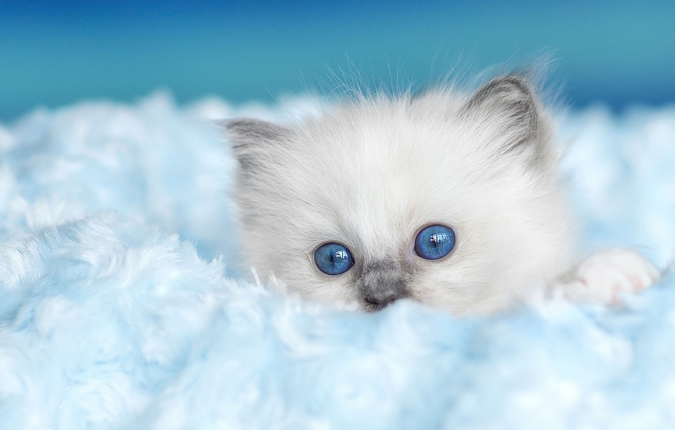 Wallpaper Cat Kitty Background Fluffy Fur Face Blue Eyed