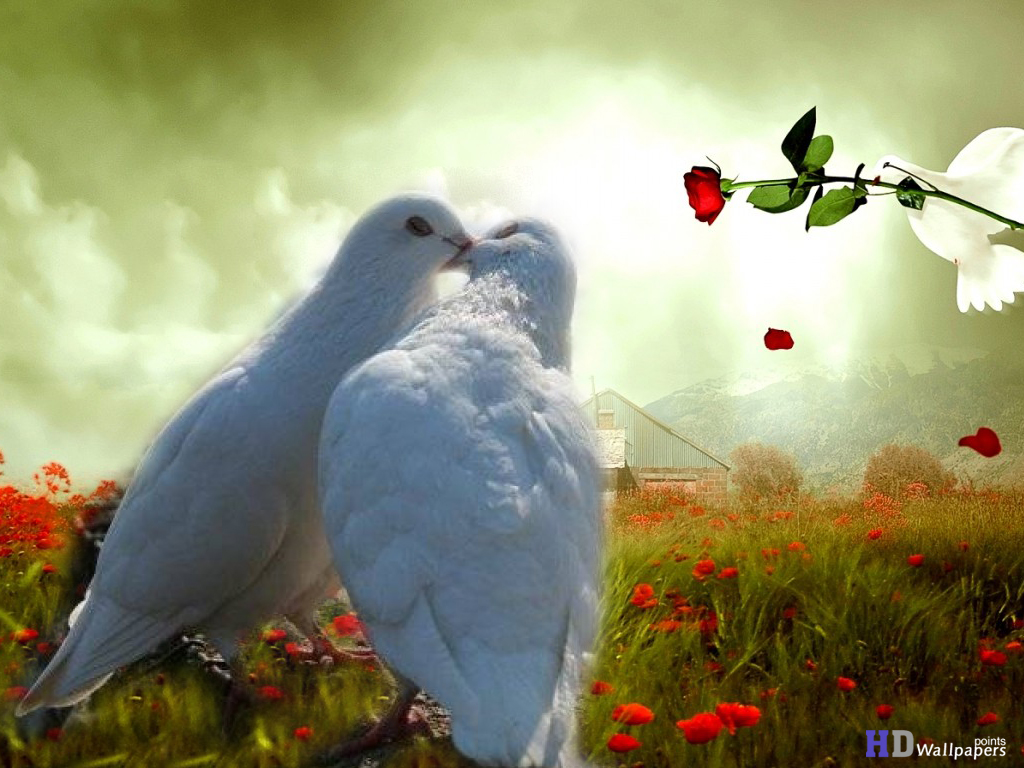 Dove Pictures Of Lovebirds Kissing Birds Wallpaper HD
