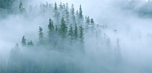 Pacific Northwest Rain Forest Photo Sharing
