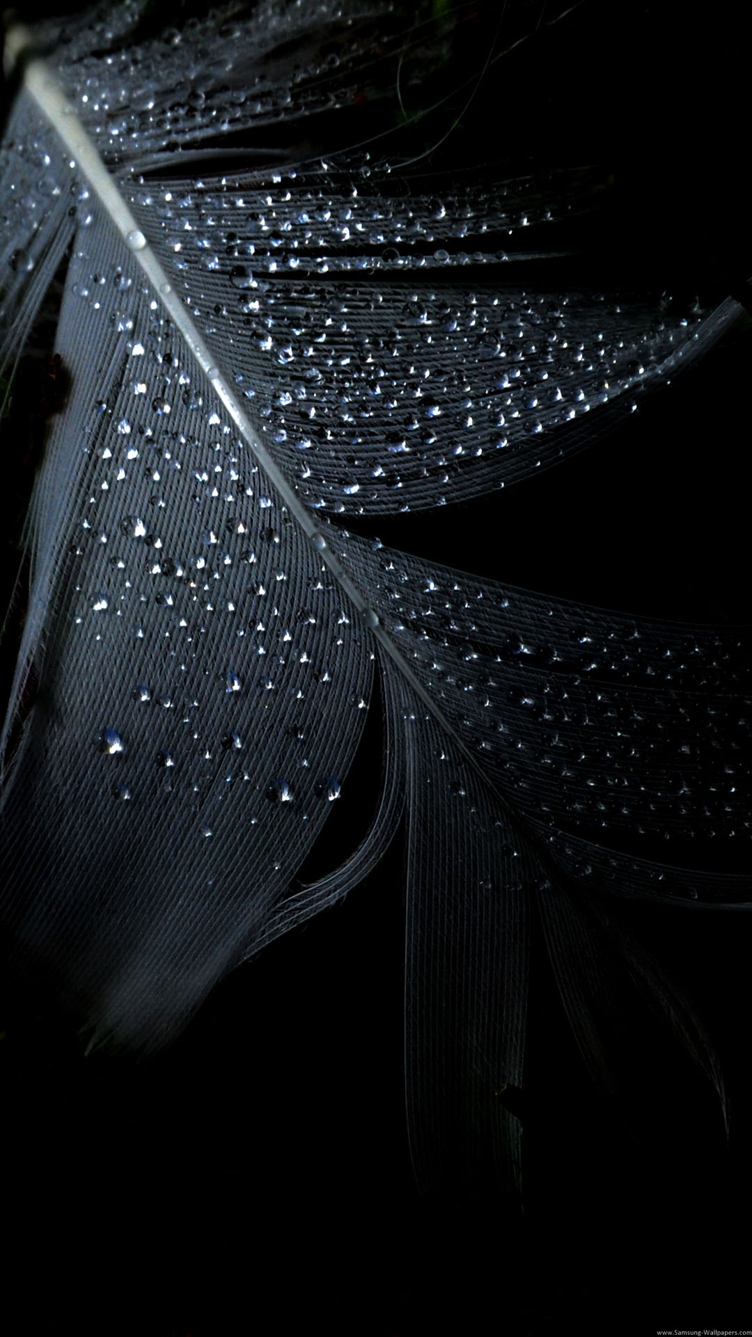 Black Feather Rain Drops iPhone 6 Plus HD Wallpaper iPod Wallpaper