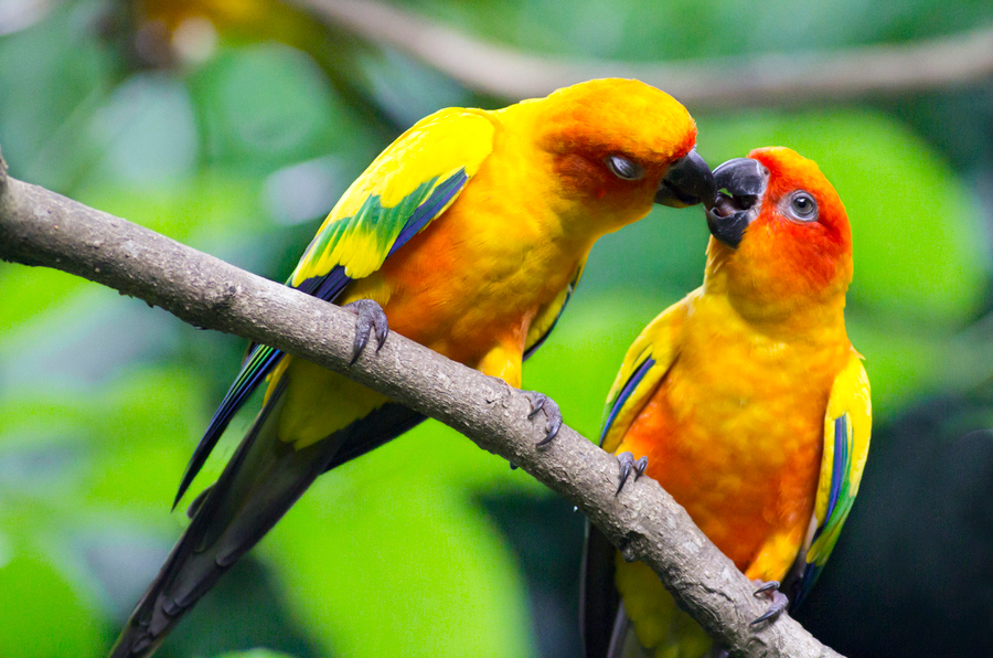Cute Love Bird Colorful Parrot HD Wallpaper