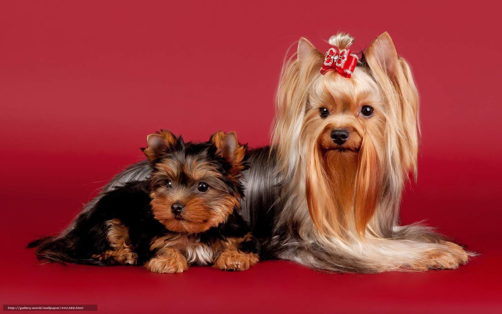 Wallpaper Dogs Yorkshire Terrier Beauty Bow Desktop