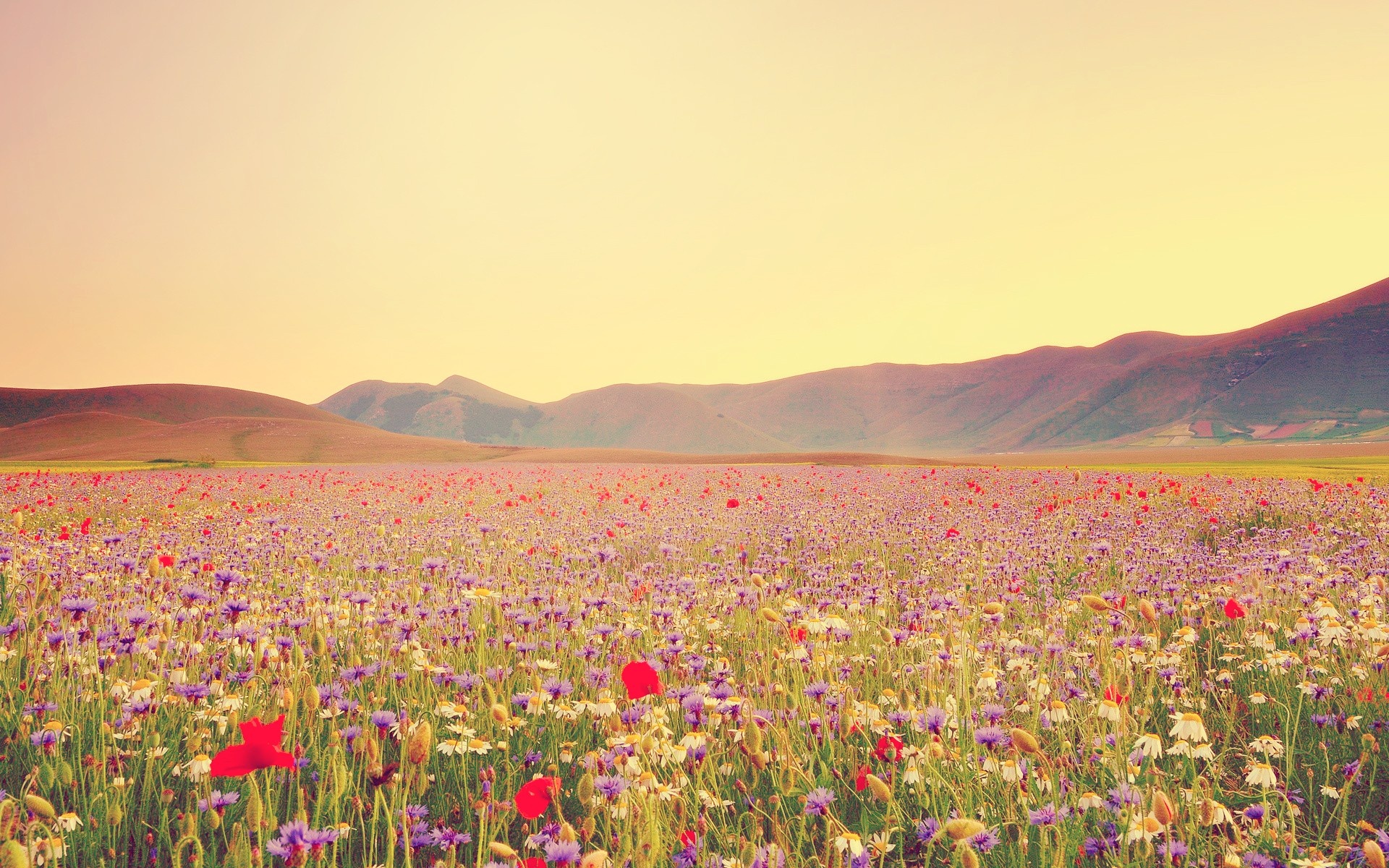 Wild Flowers Wallpaper 64 images
