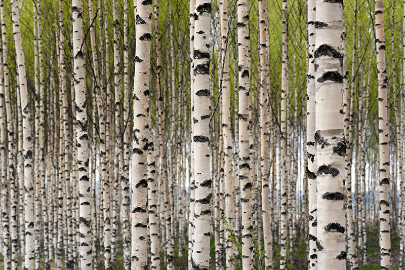 Grove Of Birch Trees Wall Mural Nature