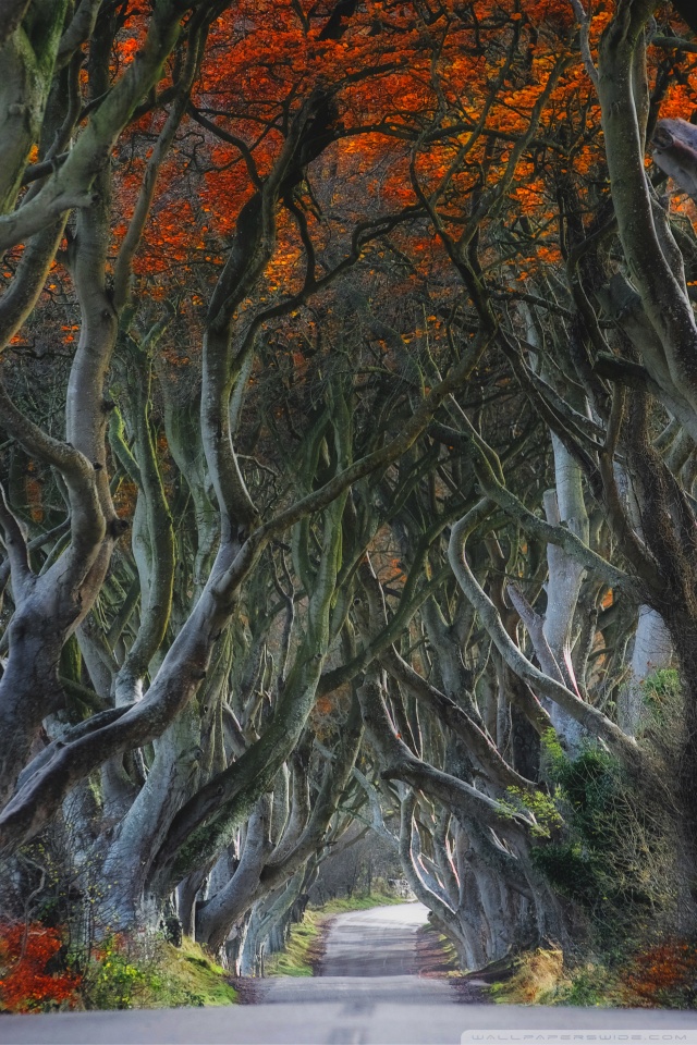 Dark Hedges Beech Trees Northern Ireland 4k HD Desktop