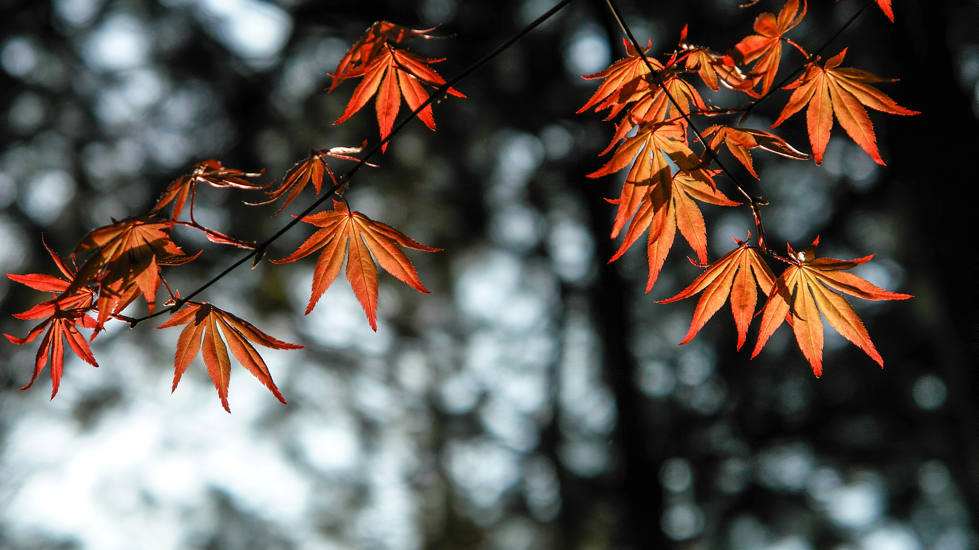 Vibrant orange-red Japanese maple leaves glow in the sunlight against a softly blurred background of trees, capturing the essence of autumn