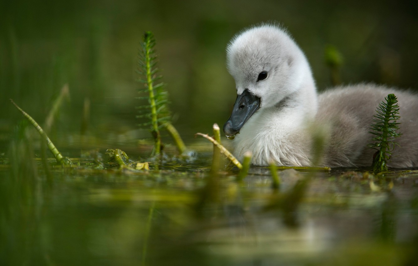 Wallpaper Bird Baby Swan Chick Pond Swimming Bokeh