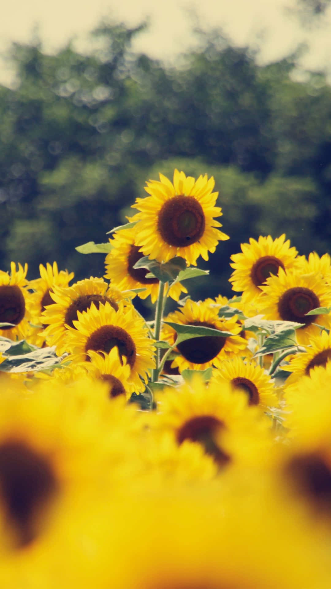 Sunflower Aesthetic iPhone Wallpaper