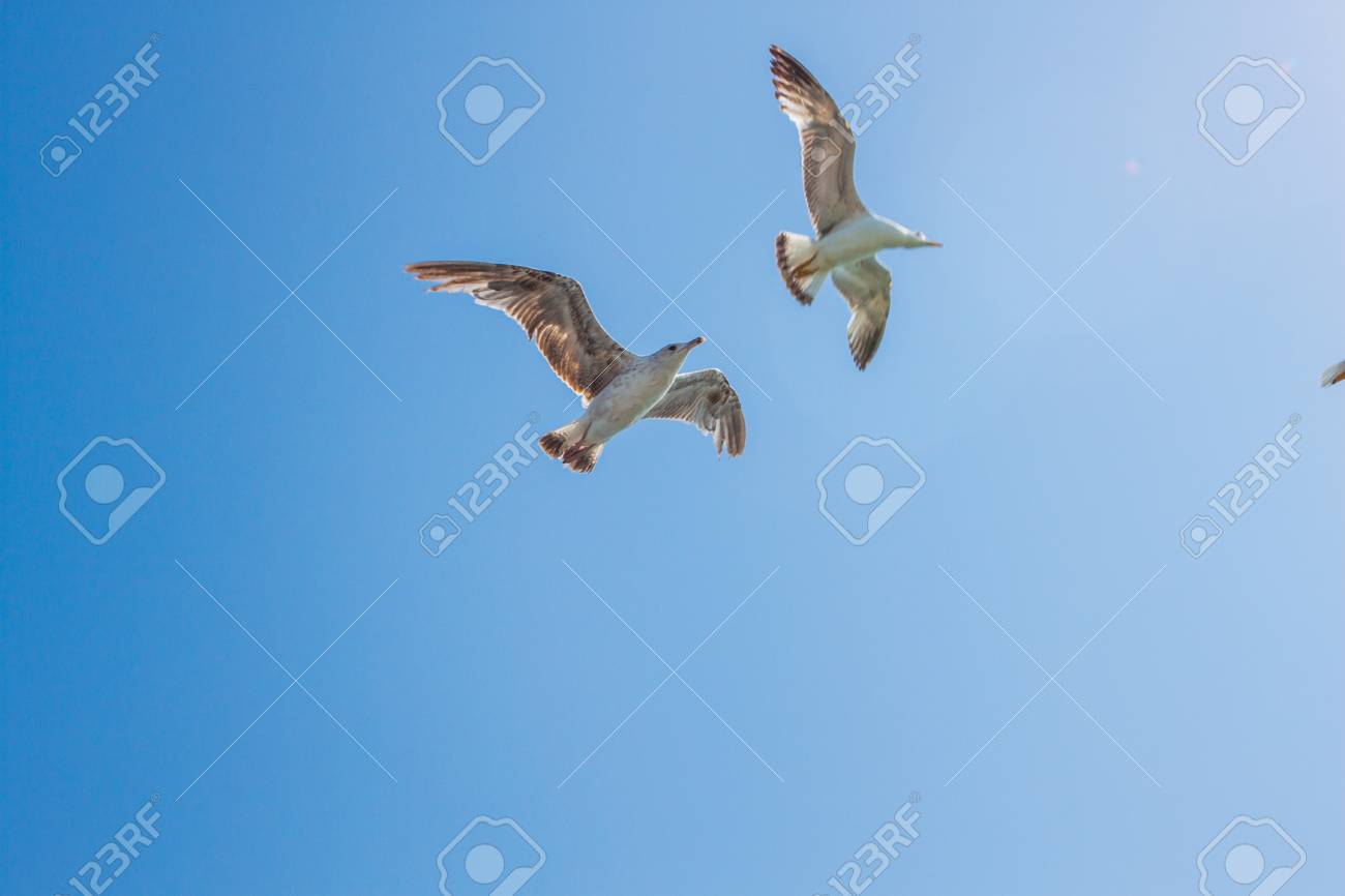 Seagull Background Pattern Stock Photo Picture And Royalty 1300x866