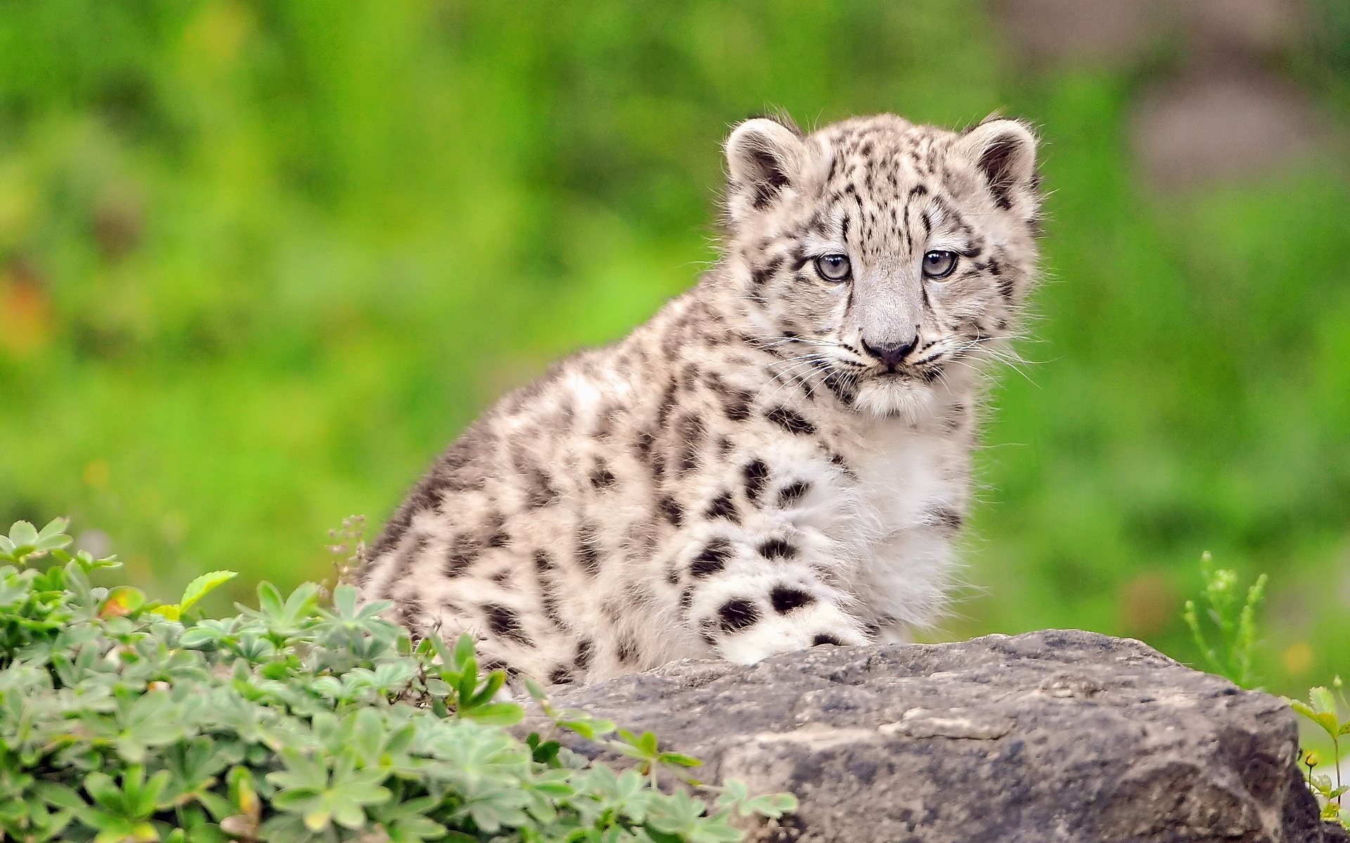 White Cutest Snow Leopard Cub Wallpaper