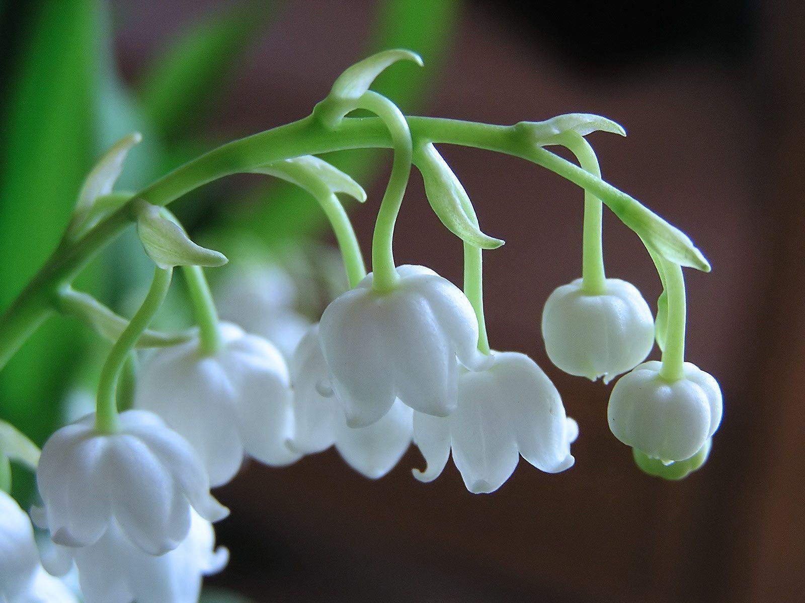 Lily Of The Valley Desktop Wallpaper On