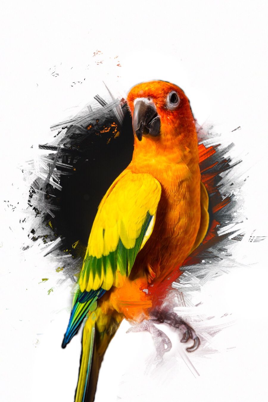 Free download Maverick the parrot ramdom Maverick logan paul Logan paul  [900x1350] for your Desktop, Mobile & Tablet | Explore 31+ Paul's Logan HD  Bird Wallpaper | Bird Wallpapers, HD Bird Wallpaper,
