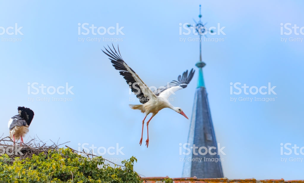 Stork Flying Out Of The Nest With Church Tower Background Alsace