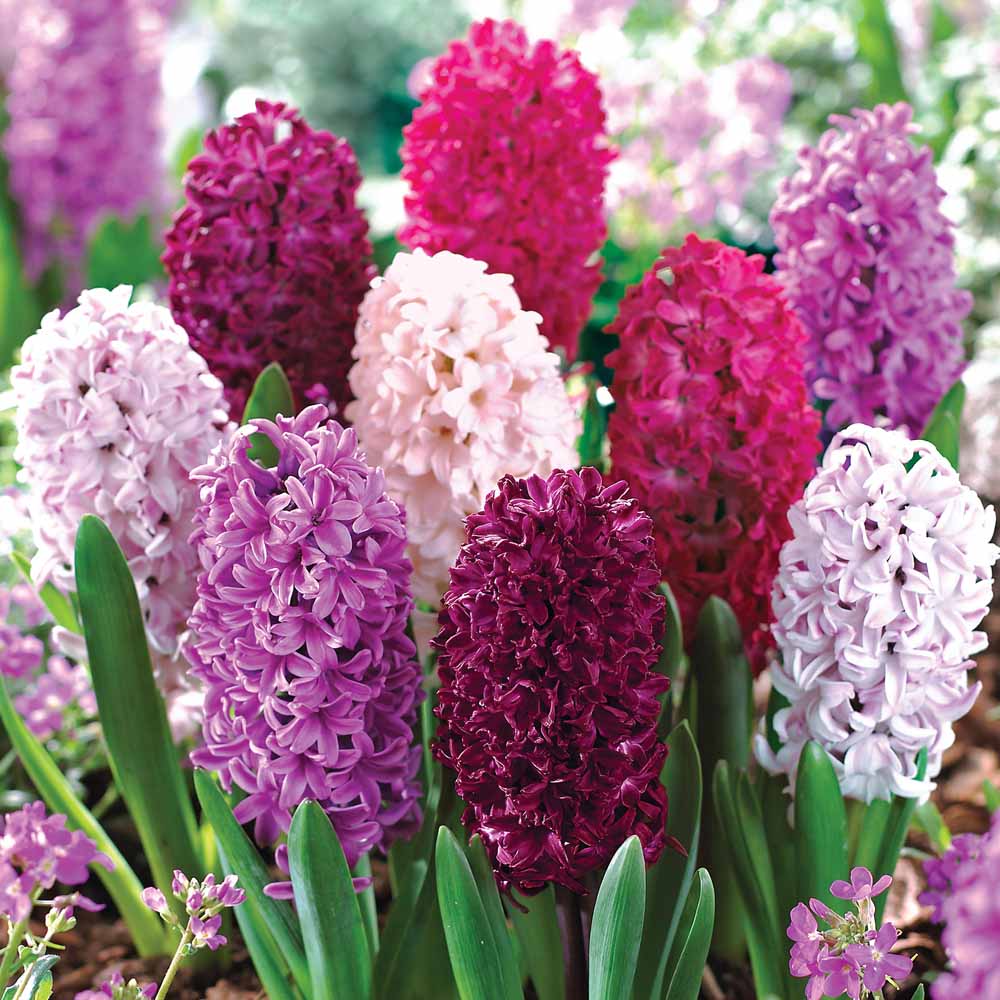 Hyacinth Flower Pictures High Resolution And Widescreen Wallpaper