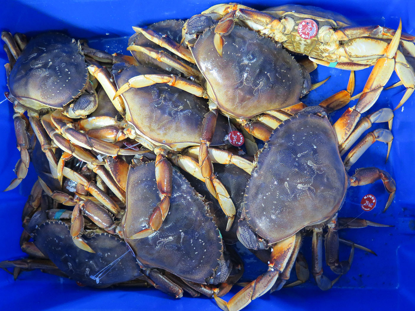 Dungeness Crab Season California Wallpaper
