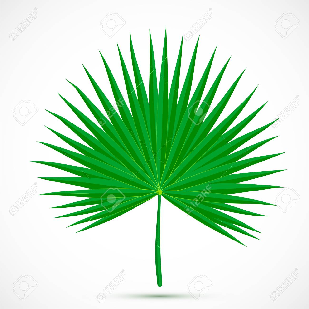 Palmetto Leaf Tropical Plant Isolated On White Background Flat