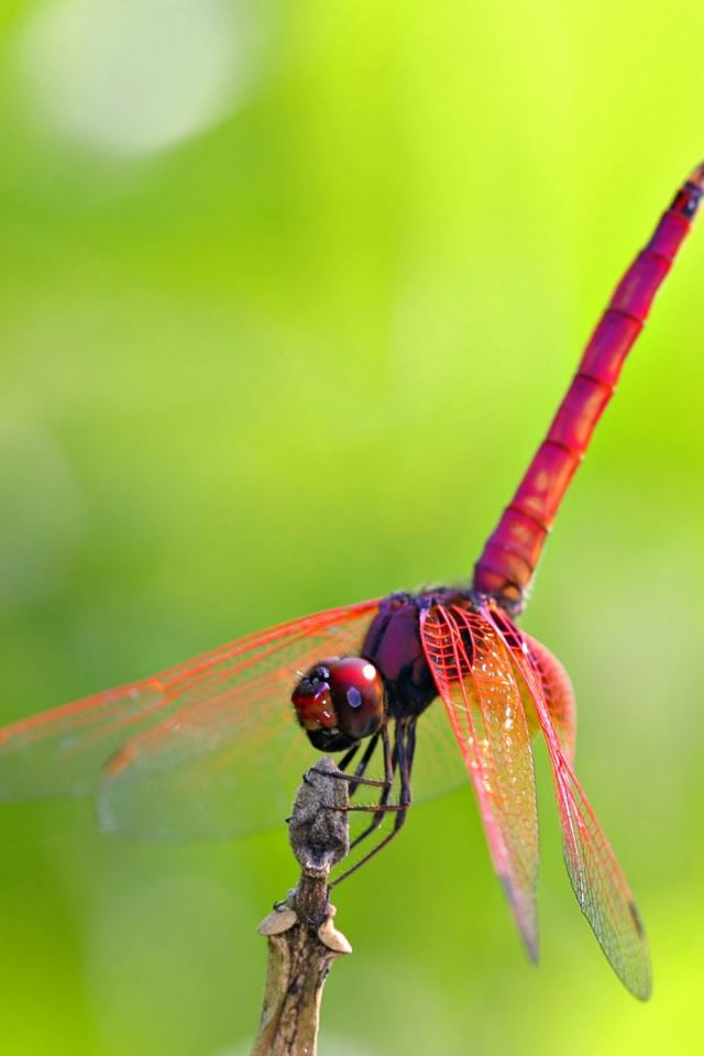Red Dragonfly iPhone 4s Wallpaper