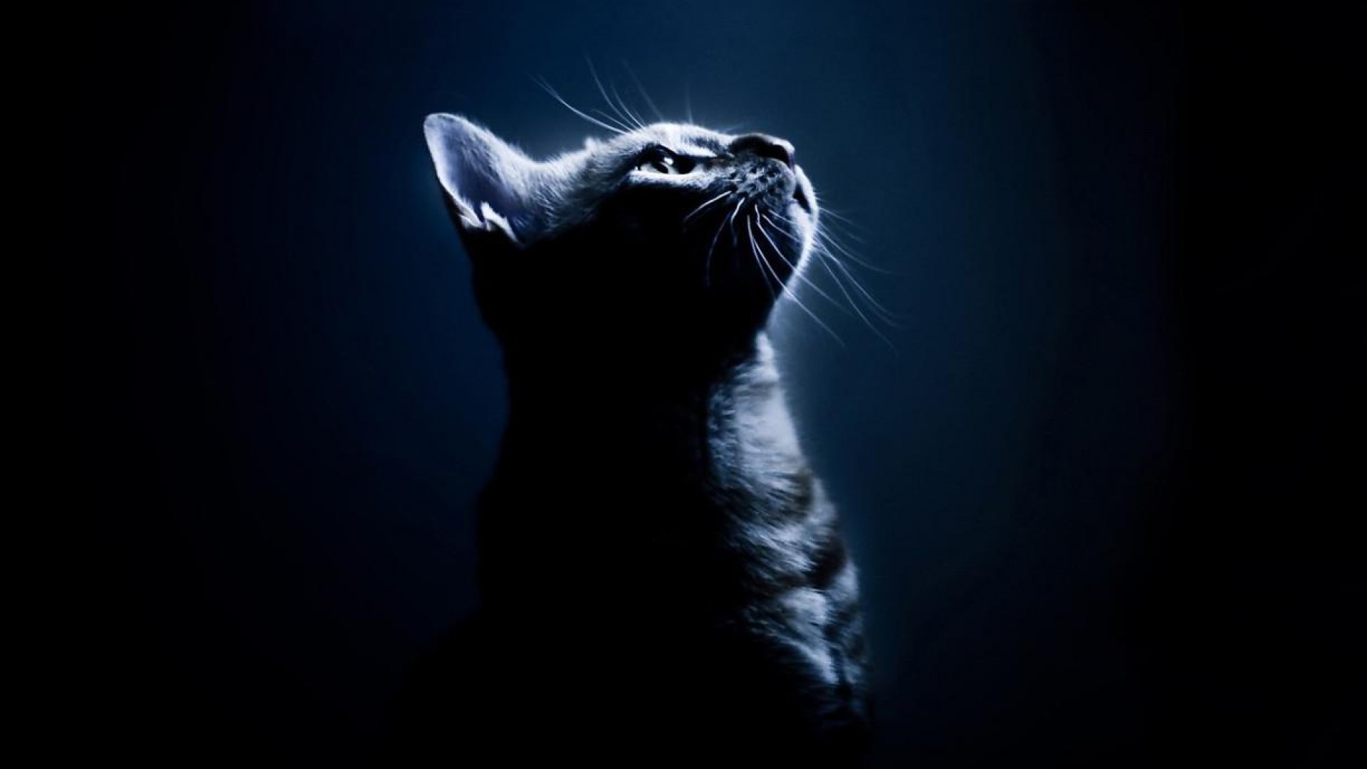 Black Cat Desktop Wallpaper Pictures toon Pinterest