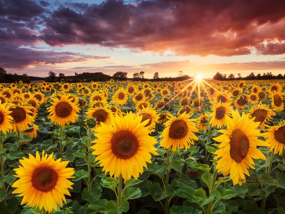 🔥 Download Sunflower Sunset HD Wallpaper At Wallpaperbro by @ccarpenter ...
