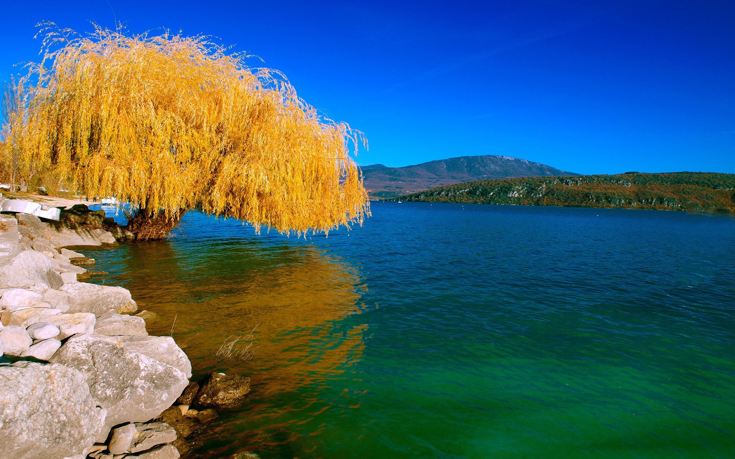 Yellow Willow Tree In Lack HD Wallpaper New