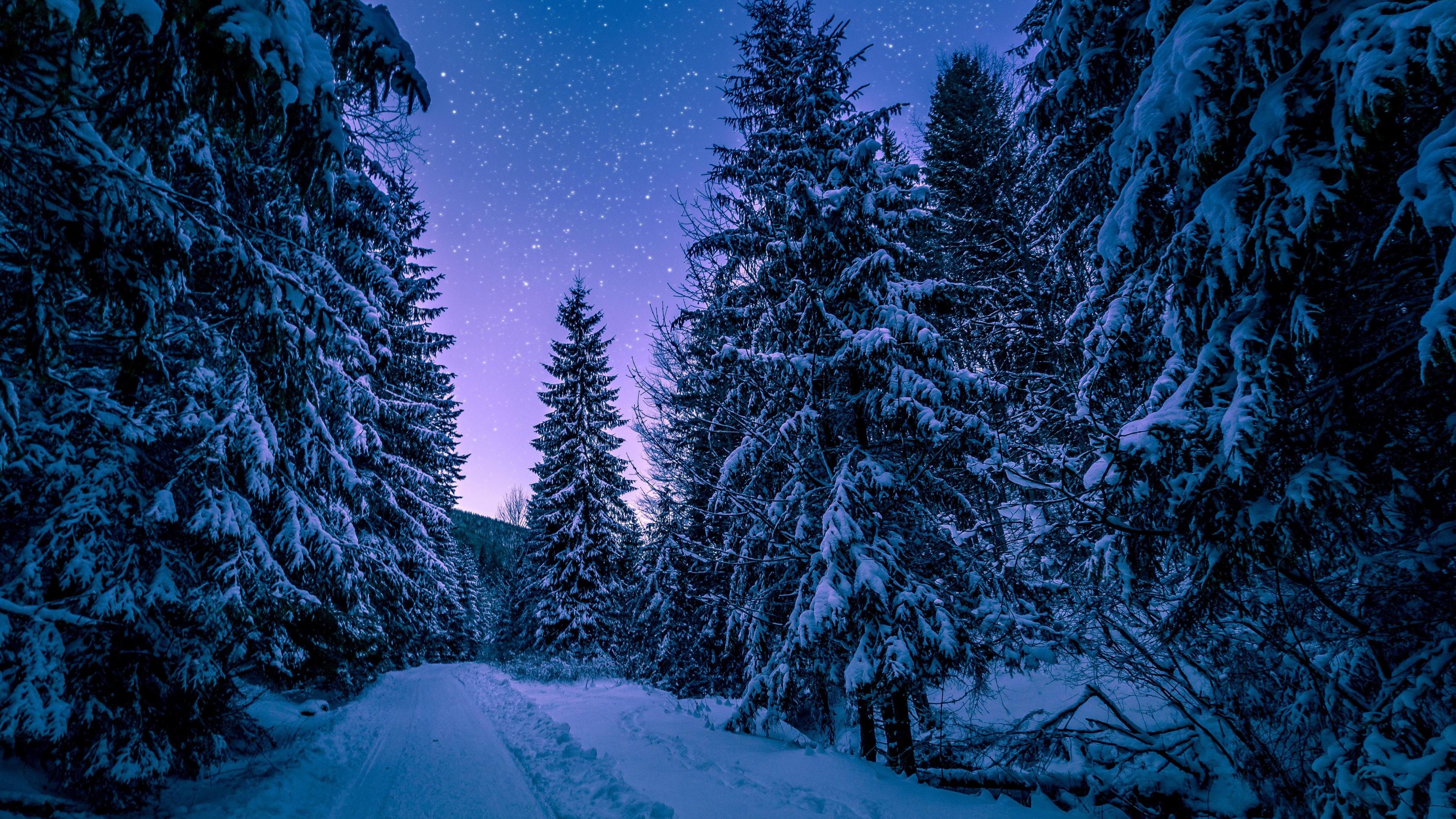 Wallpaper Winter Night Road Though Trees 4k