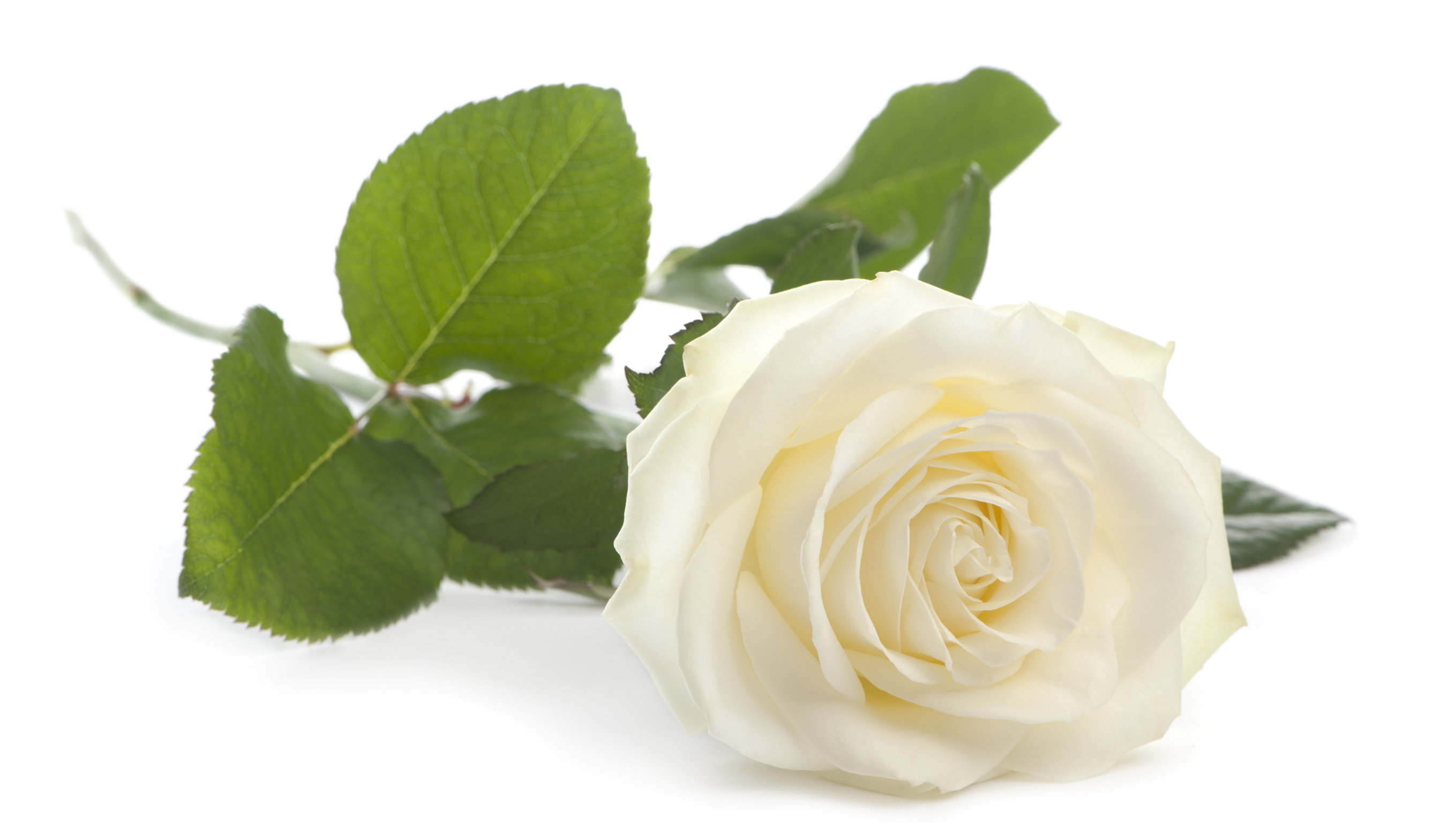 White rose in front of white background