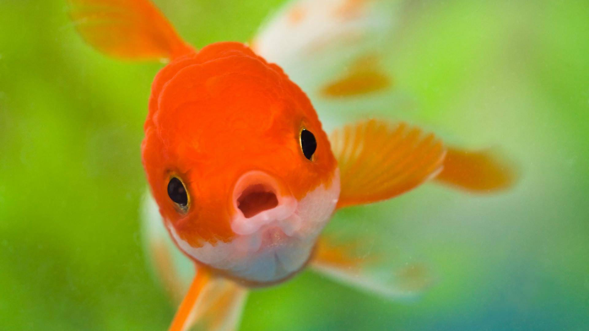 Cute Fish Wallpaper