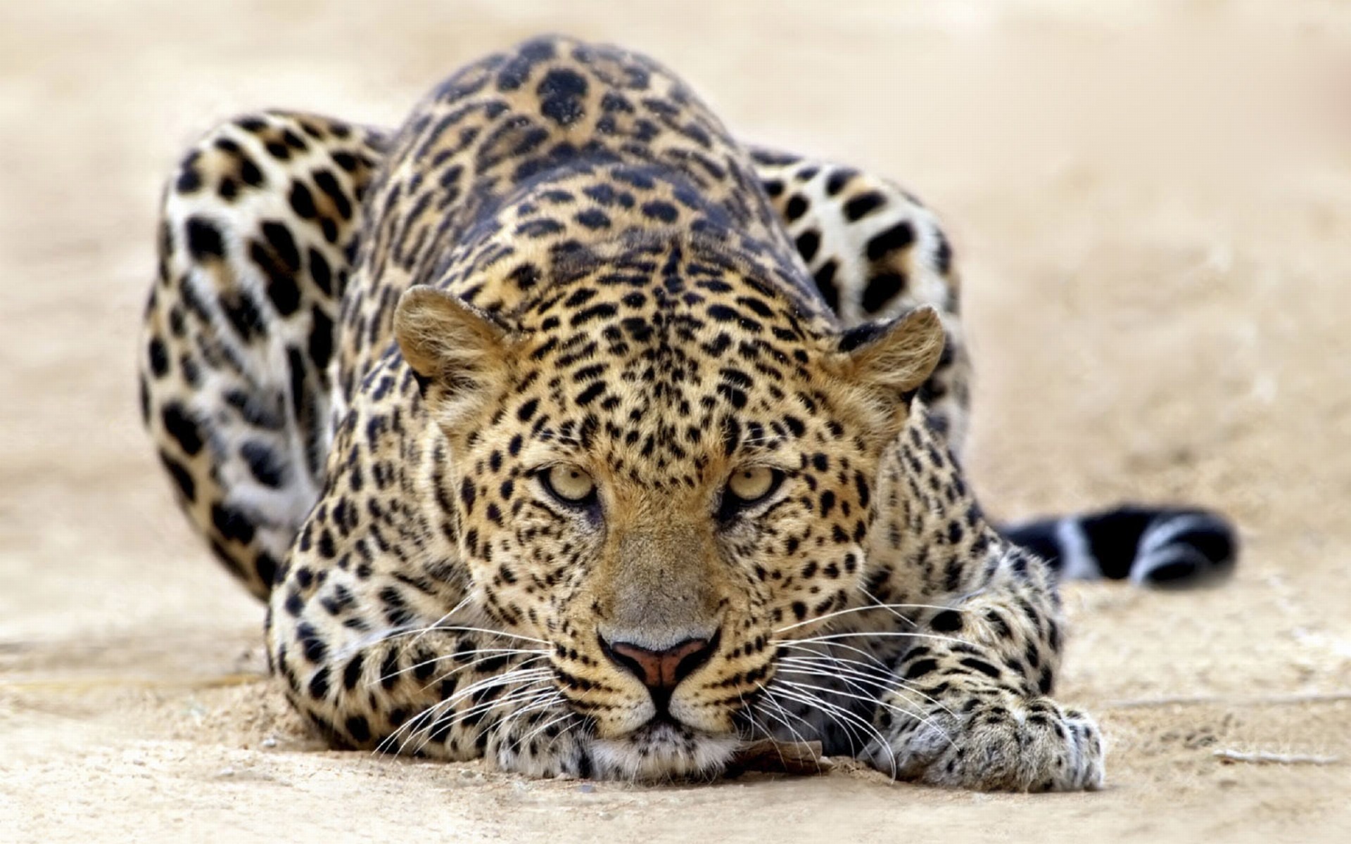 Stalking Leopard Desktop Wallpaper
