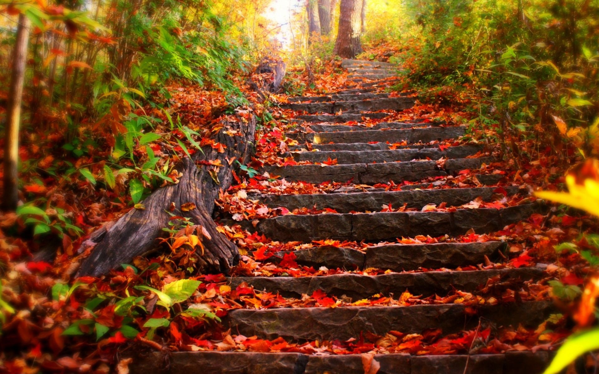 Stairs Park Trees Leaves Autumn Fall Wallpaper