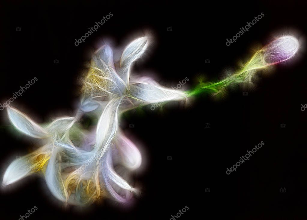 Fractal Image Delicate Lime Flowers Contrasting Black Background