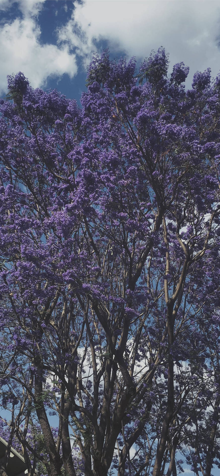Top Purple Tree Wallpaper Full HD 4k To Use