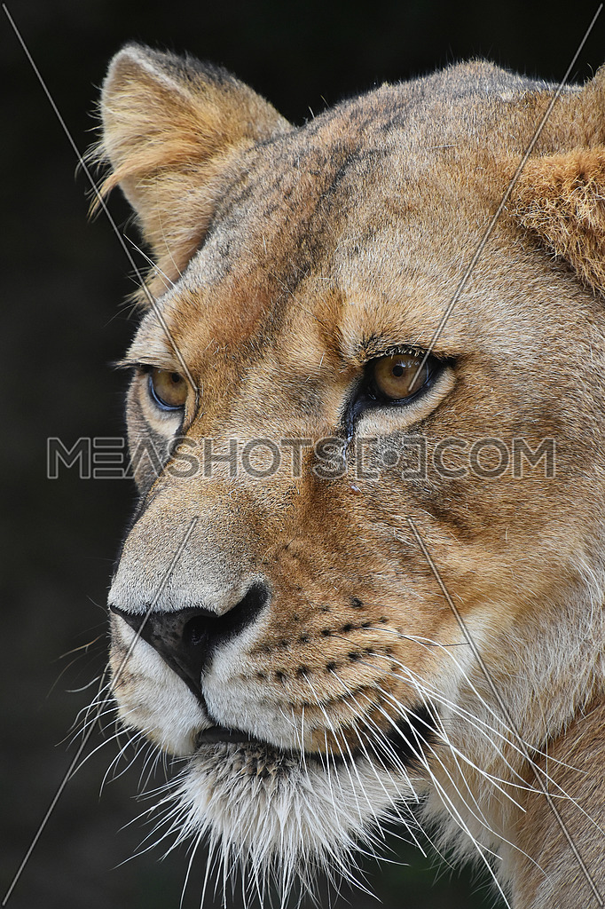 Close Up Portrait Of Female African Lioness Meashots