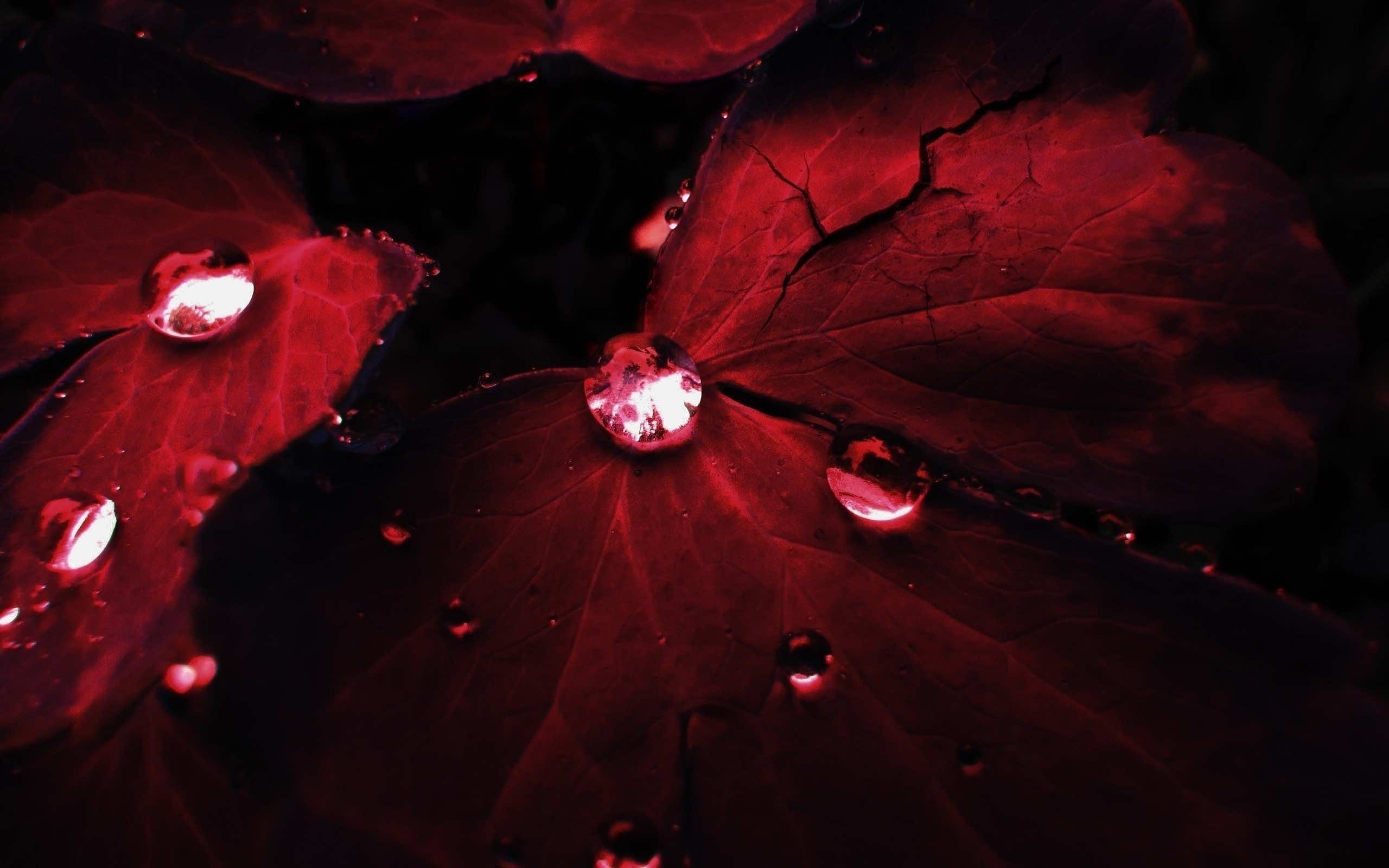 Crisp Red Wallpaper For Desktop Laptop And Tablet Devic