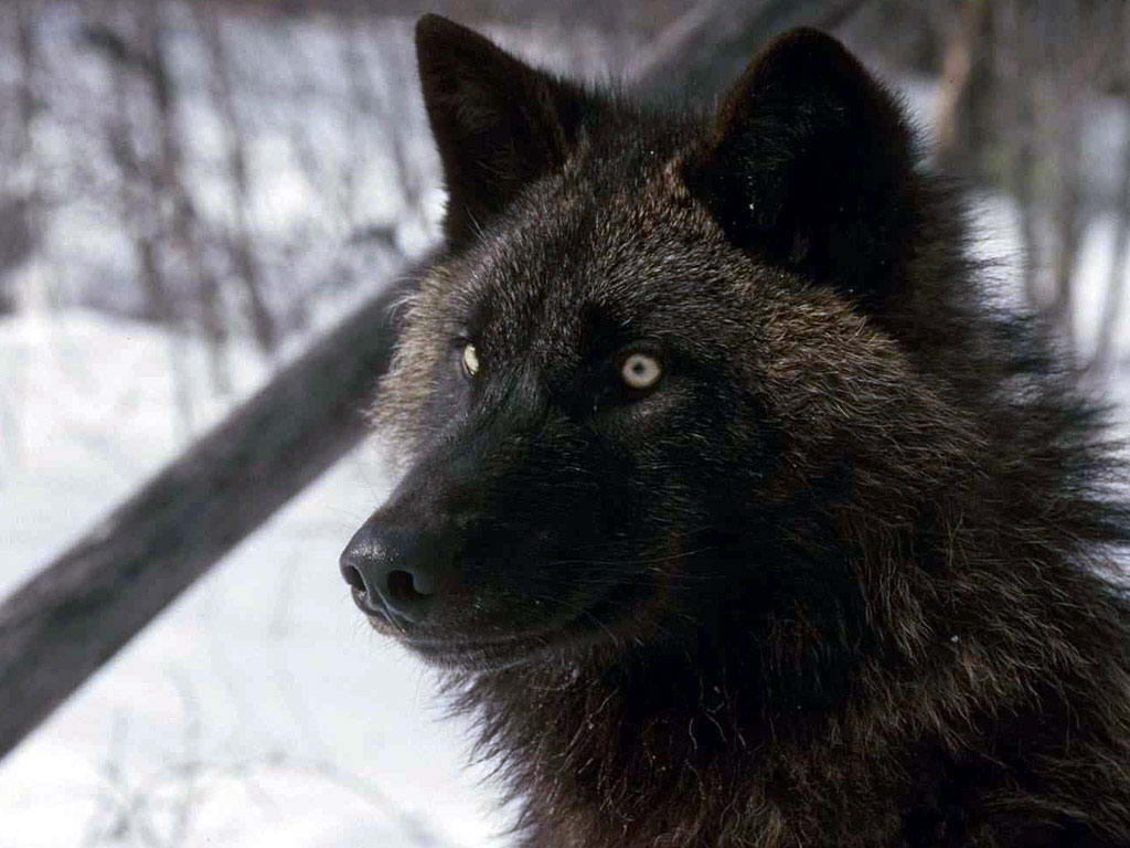 Black Wolf Wallpaper HD In Animals Imageci