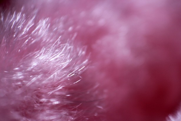 Pink Fur Background Stock Photo Public Domain Pictures