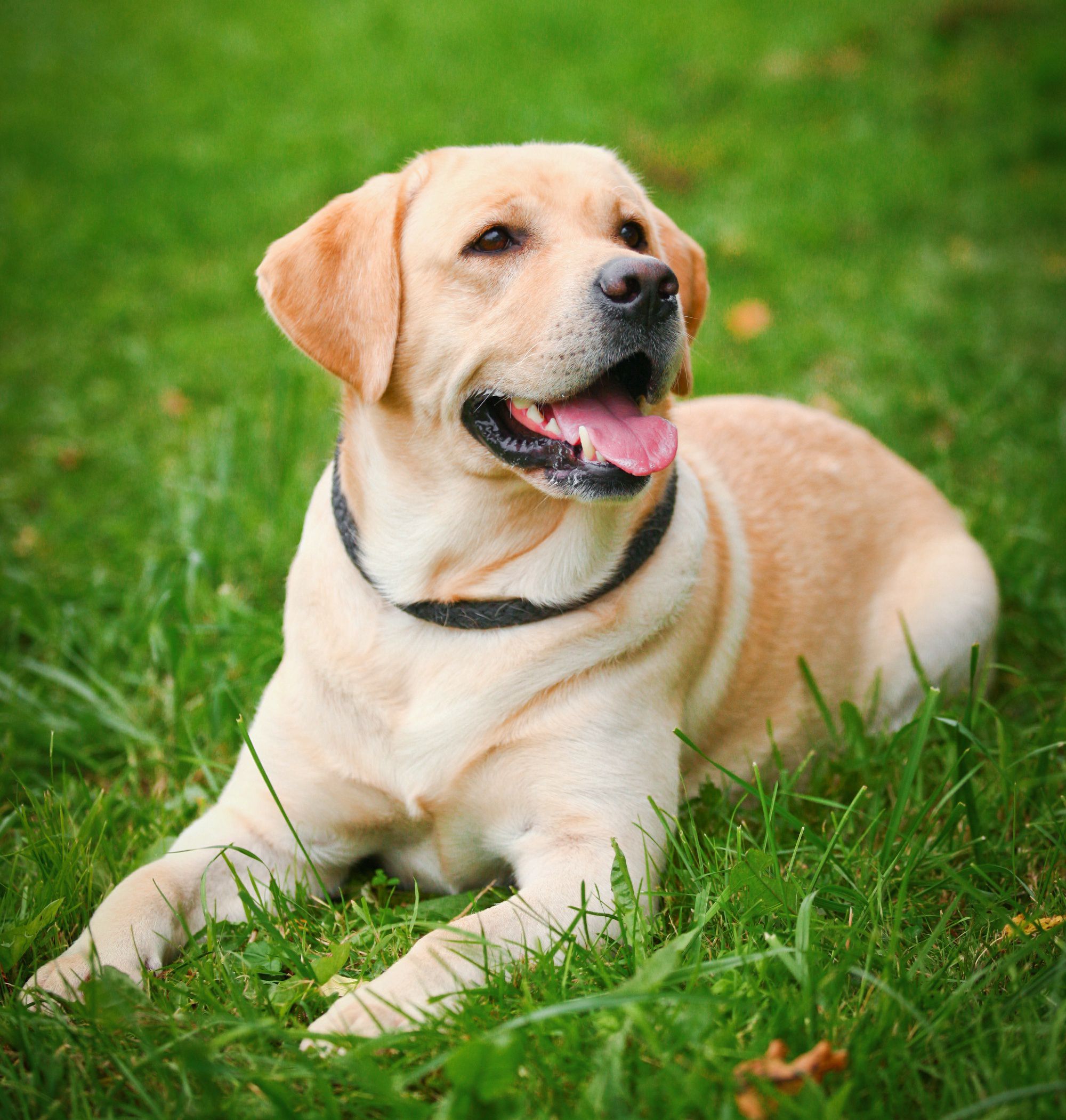 Labrador Retriever Dog Hd Wallpaper