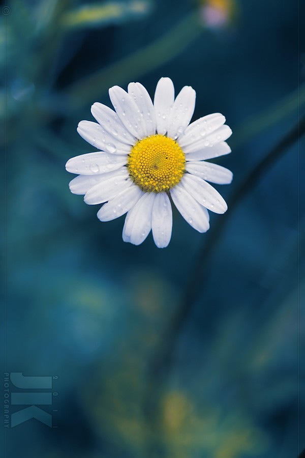Daisy Flower iPhone 4s Wallpaper iPad
