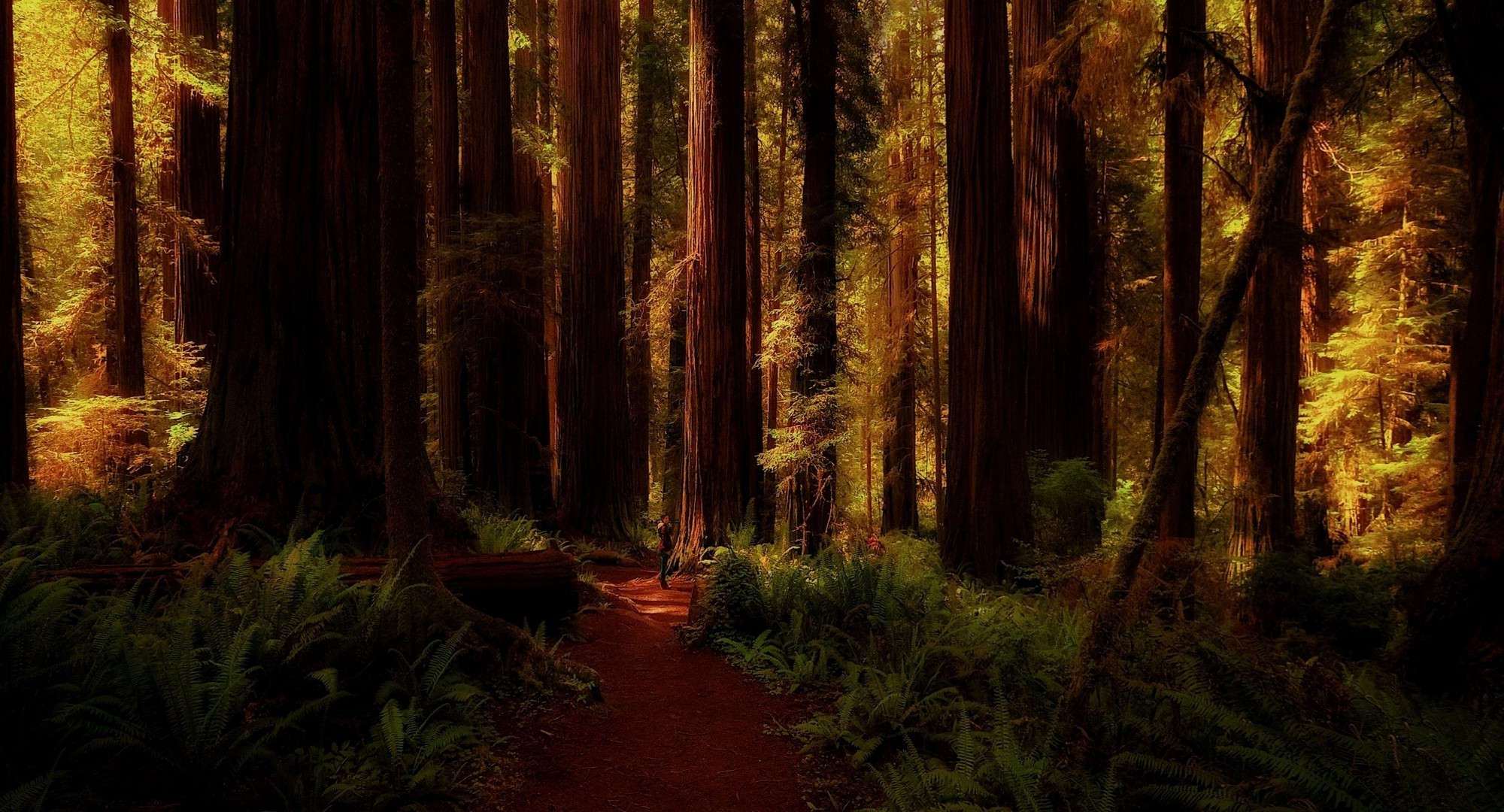 Nature Landscape Redwood Forest Ferns Trees Path
