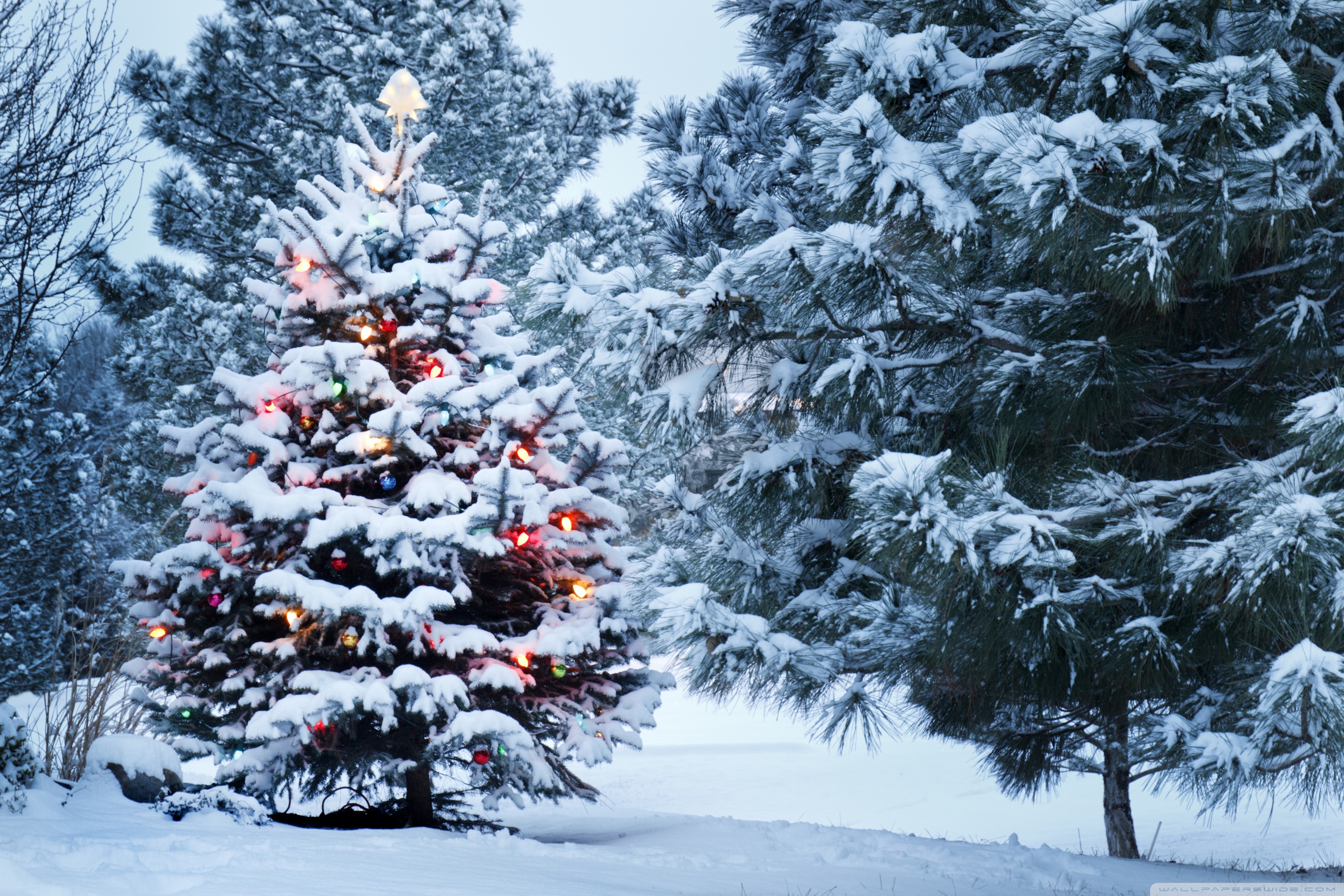 Beautiful Outdoor Christmas Tree 4K HD Desktop Wallpaper for 4K
