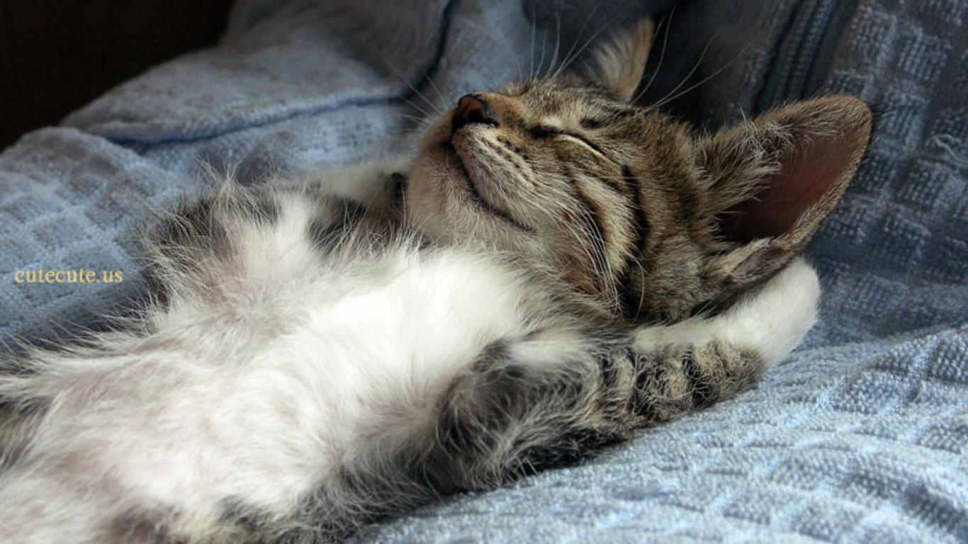 cute cats and kittens wallpaper sleeping catjpg