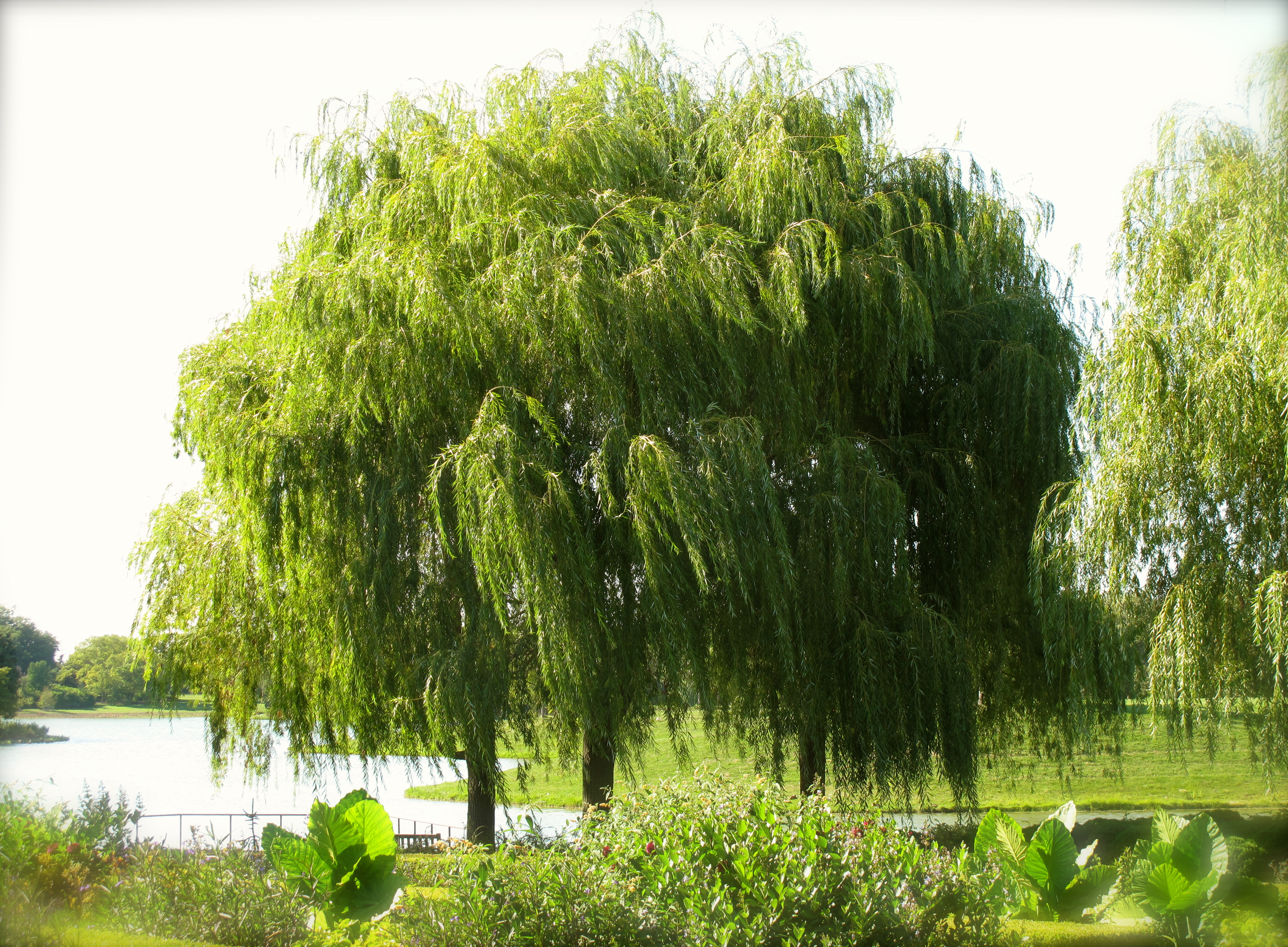 Weeping Willow Background