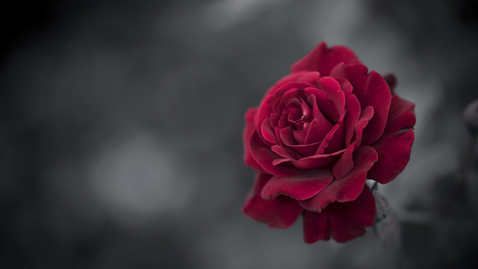 Red Rose HD Wallpaper