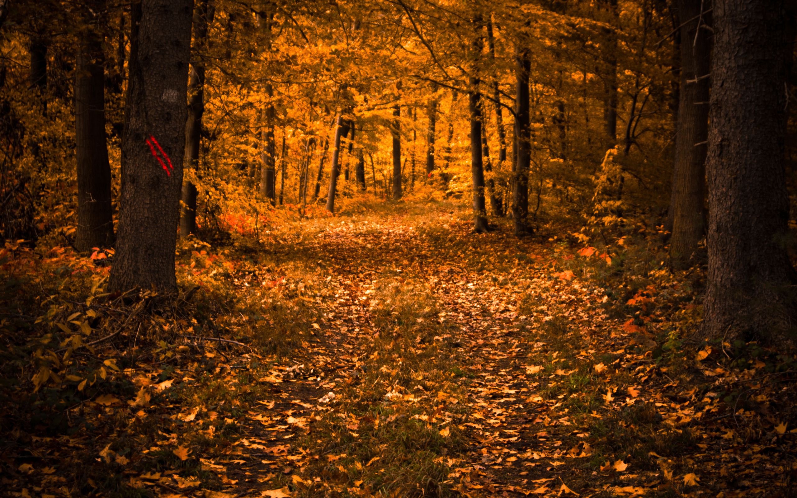 Autumn Forest Trees Light Leaves Path HD Wallpaper