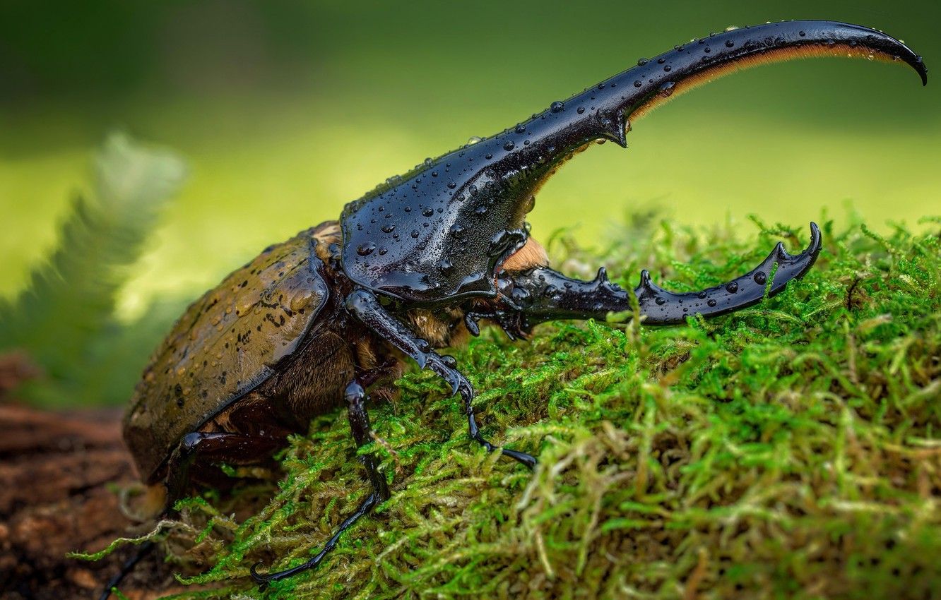 Wallpaper Macro Insects Green Background Moss Beetle Horns