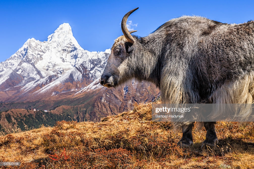 Yak On The Trail Mount Ama Dablam Background Nepal Stock Photo